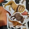ZWIERZĘTA - Folia samoprzylepna do magnesów ze zwierzętami Schleich