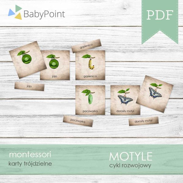 MOTYLE - Karty edukacyjne trójdzielne 14 x 14 - Cykl rozwojowy
