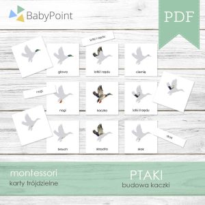 PTAKI - Budowa kaczki - Karty edukacyjne trójdzielne 14 x 14 - 36 szt