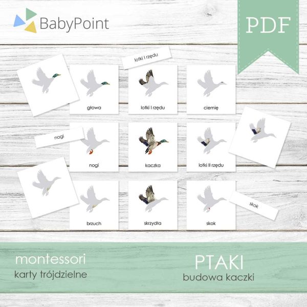 PTAKI - Budowa kaczki - Karty edukacyjne trójdzielne 14 x 14 - 36 szt