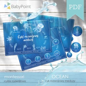 OCEAN - Cykl rozwojowy meduzy