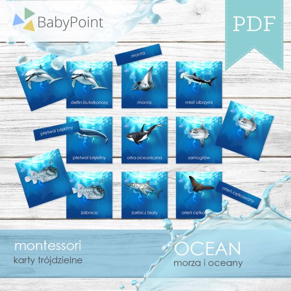 OCEAN - Morza i oceany - Karty edukacyjne trójdzielne 14 x 14 - 24 szt