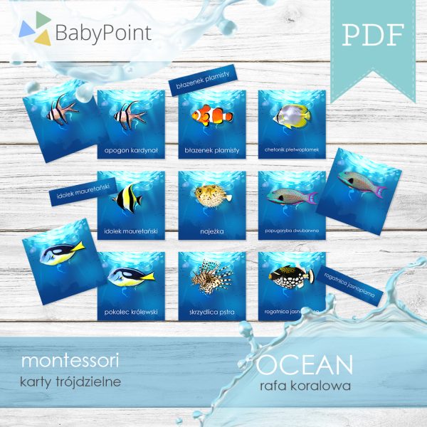 OCEAN - Rafa koralowa - Karty edukacyjne trójdzielne 14 x 14 - 36 szt
