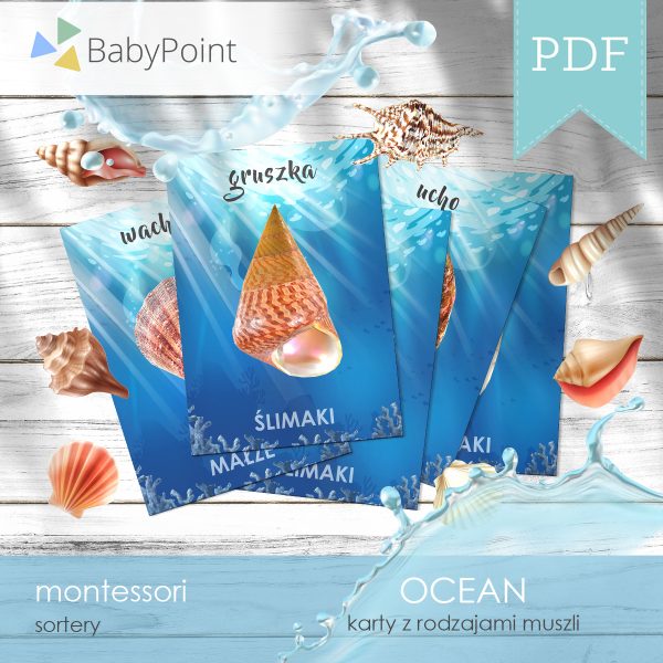 OCEAN - Muszle - Zestaw edukacyjny 3D