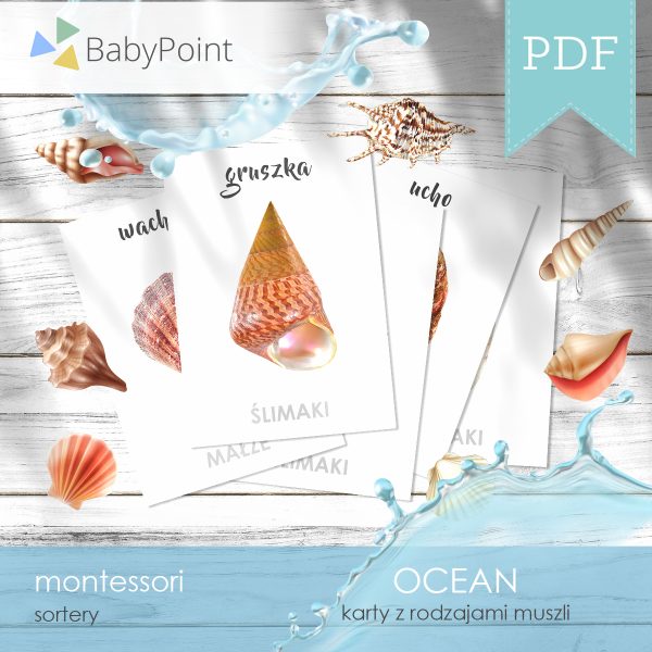 OCEAN - Muszle - Zestaw edukacyjny 3D