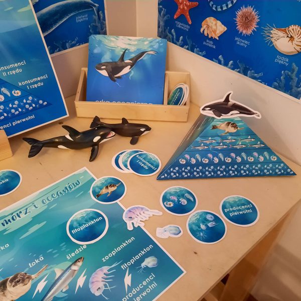 OCEAN - Łańcuch pokarmowy mórz i oceanów 2D i 3D