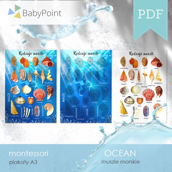OCEAN - Muszle - Zestaw edukacyjny 3D