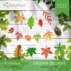 DRZEWA LIŚCIASTE - Zestaw edukacyjny 3D
