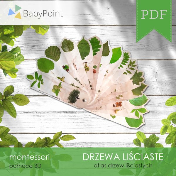 DRZEWA LIŚCIASTE - Zestaw edukacyjny 3D