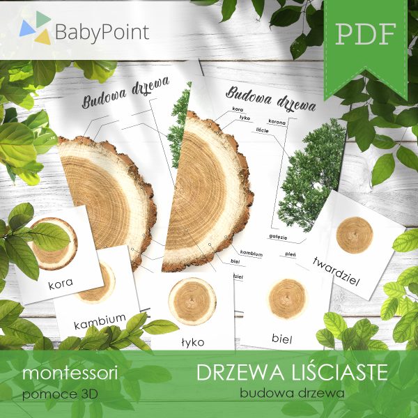 DRZEWA LIŚCIASTE - Zestaw edukacyjny 3D