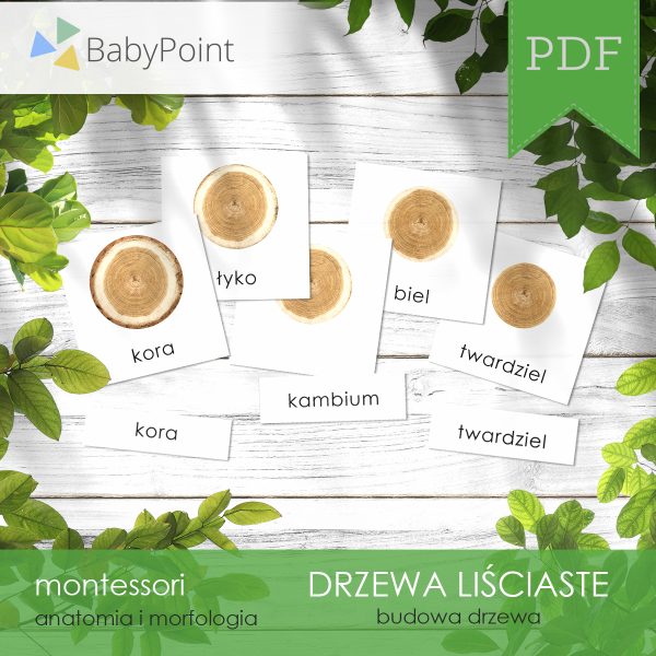DRZEWA LIŚCIASTE - Zestaw edukacyjny 3D
