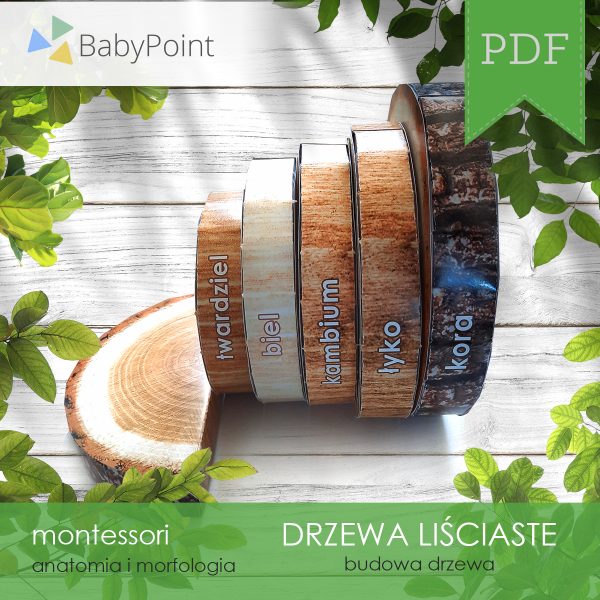 DRZEWA LIŚCIASTE - Zestaw edukacyjny 3D