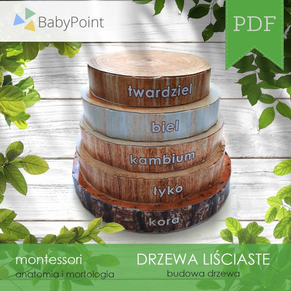DRZEWA LIŚCIASTE - Zestaw edukacyjny 3D