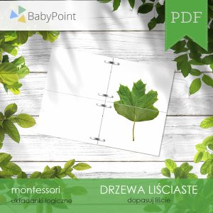 DRZEWA LIŚCIASTE - Zestaw edukacyjny 3D