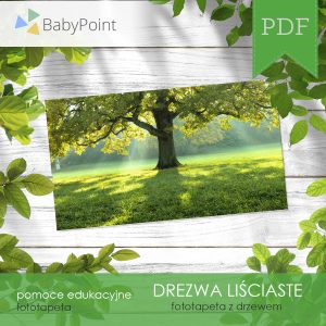 DRZEWA LIŚCIASTE - Zestaw edukacyjny 3D