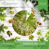 DRZEWA LIŚCIASTE - Zestaw edukacyjny 3D