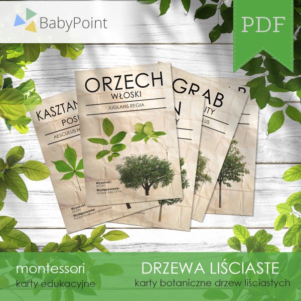 DRZEWA LIŚCIASTE - Zestaw edukacyjny 3D