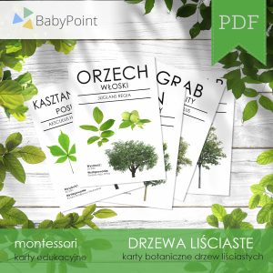 DRZEWA LIŚCIASTE - Zestaw edukacyjny 3D