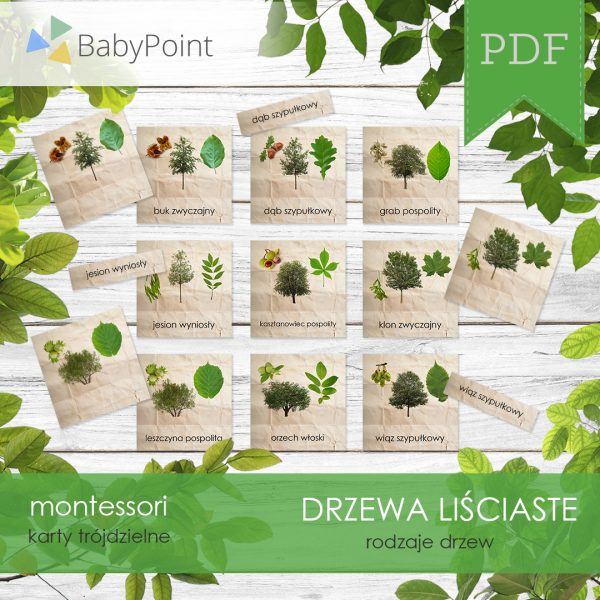 DRZEWA LIŚCIASTE - Zestaw edukacyjny 3D