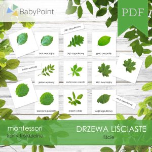 DRZEWA LIŚCIASTE - Zestaw edukacyjny 3D