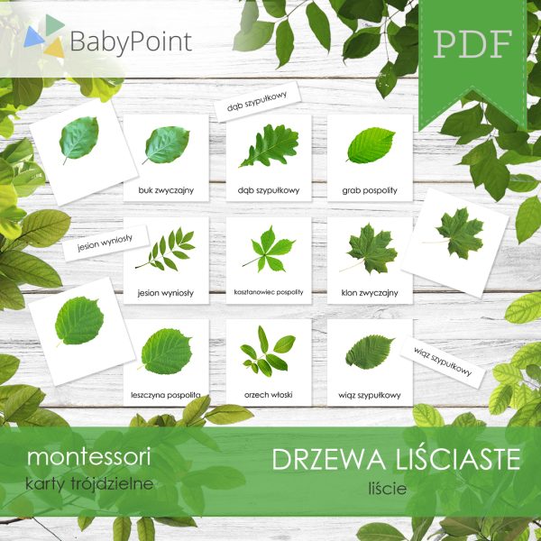 DRZEWA LIŚCIASTE - Zestaw edukacyjny 3D