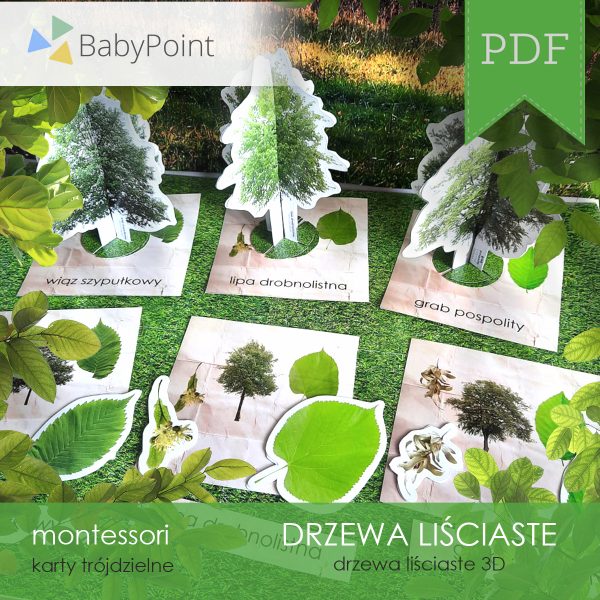 DRZEWA LIŚCIASTE - Zestaw edukacyjny 3D