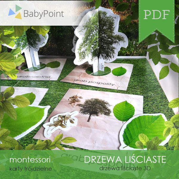 DRZEWA LIŚCIASTE - Zestaw edukacyjny 3D