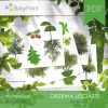 DRZEWA LIŚCIASTE - Zestaw edukacyjny 3D