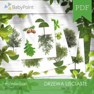 DRZEWA LIŚCIASTE - Zestaw edukacyjny 3D