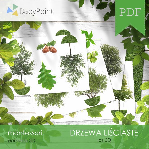 DRZEWA LIŚCIASTE - Zestaw edukacyjny 3D