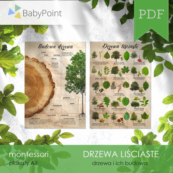 DRZEWA LIŚCIASTE - Zestaw edukacyjny 3D
