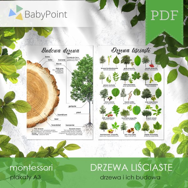 DRZEWA LIŚCIASTE - Zestaw edukacyjny 3D