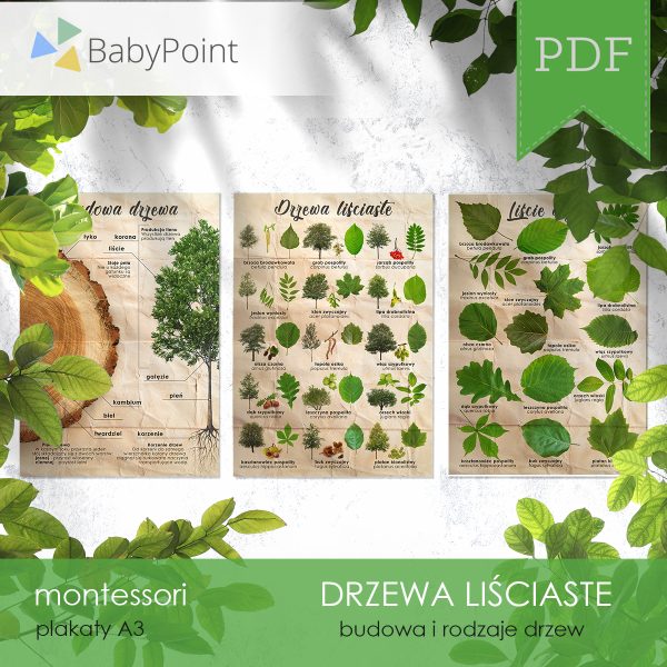 DRZEWA LIŚCIASTE - Zestaw edukacyjny 3D