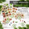 LAS - Zestaw edukacyjny - Owoce lasu