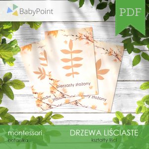 DRZEWA LIŚCIASTE - Kształty liści