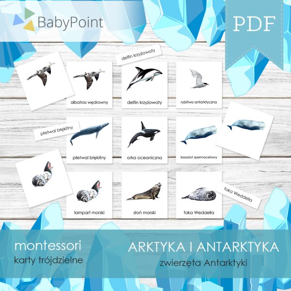 ARKTYKA I ANTARKTYKA - Zestaw edukacyjny 3D