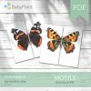 Motyle