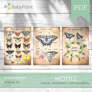 Motyle