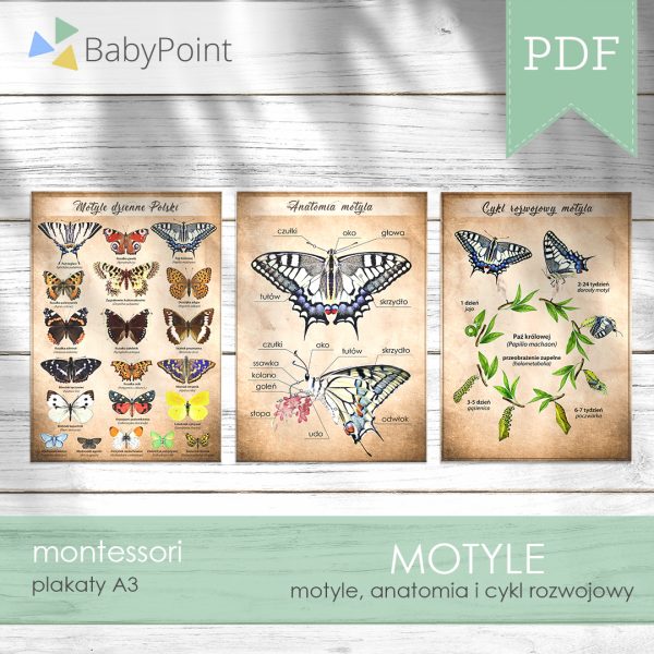 Motyle