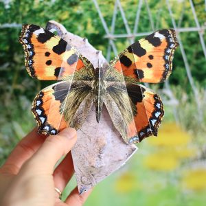 Motyl w kokonie
