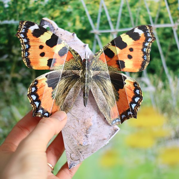 Motyl w kokonie