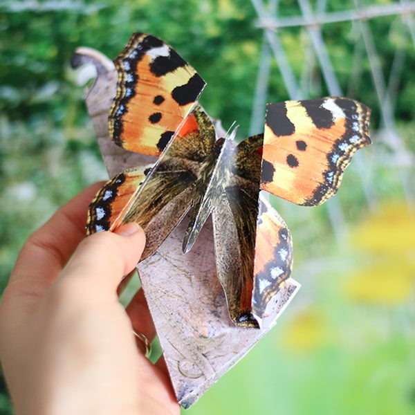 Motyl w kokonie