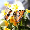Motyl w kokonie