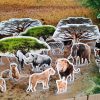 Safari