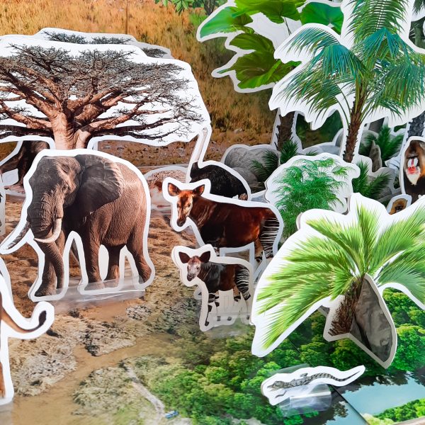 Safari