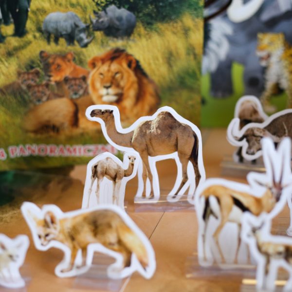 Safari