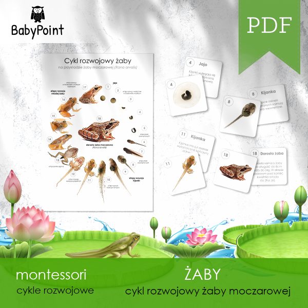 ZABY - Zestaw edukacyjny 3D