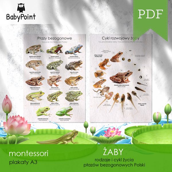 ZABY - Zestaw edukacyjny 3D