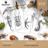 OWADY - Zestaw edukacyjny 3D