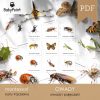 OWADY - Zestaw edukacyjny 3D